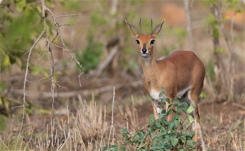 From small to big. From plains game to dangerous game Grootvallei is one of the most reliable outfitters in South Africa. Grootvallei offers unique and affordable hunting packages