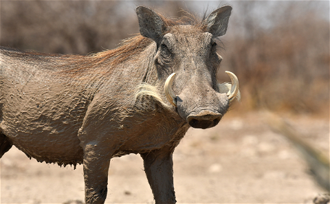 Warthog