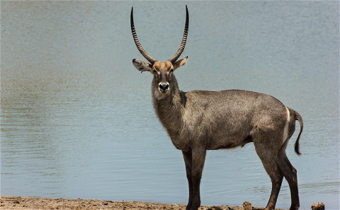 Waterbuck