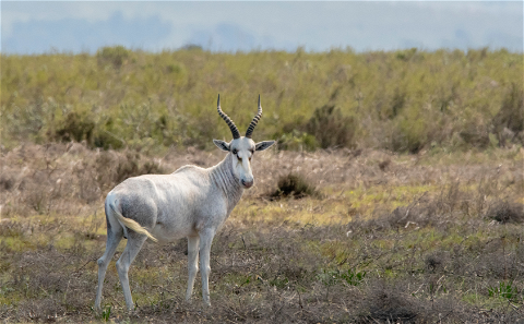 The White Blesbok is the second most common Blesbok found in Southern Africa. The White Blesbok also forms part of the Blesbok slam.