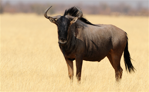 Wildebeest - Blue