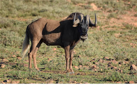 Wildebeest - Black