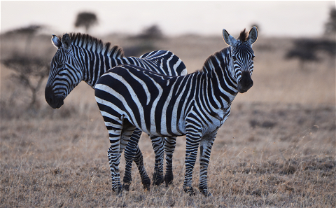 Zebra - Burchell