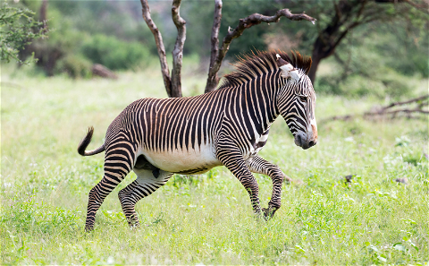 The Hartmann's or Mountain Zebra is a rare specie in South Africa and only found in certain parts of Africa and Namibia. We offer Hartmann Zebra hunting at Grootvallei. 
