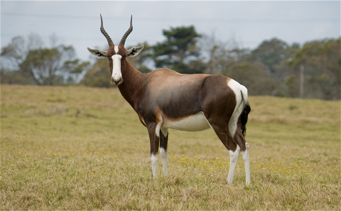 Commonly mistaken for the Blesbok, the Bontebok is a super rare specie that was almost extinct. These days Bontebok numbers are high enough for hunting.   