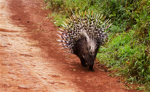 Porcupine 