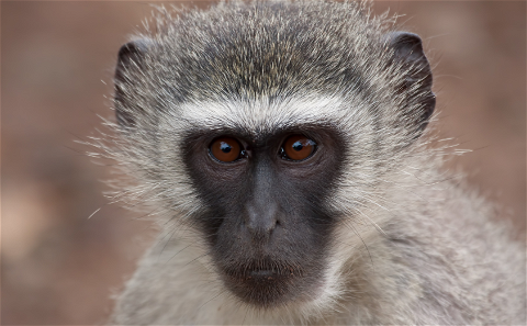 Vervet monkey