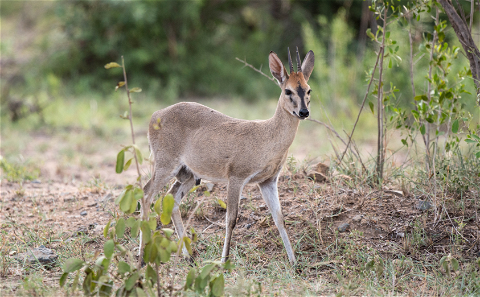 One of the smallest animals we offer to hunt is the Duiker. The Duiker is a small but very smart and quick little animal to hunt. Their light coloured skin also camouflage well in the winter fields. 