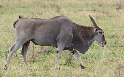 The  Eland is the biggest it antelope in Africa. With a mass of over 900kg, the Eland hunt is one of the most rewarding hunts in Africa. At Grootvallei we offer both the Livingston and Cape Eland. 
