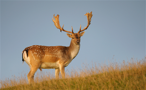 The Fallow deer is the only animal that we offer that loses it antlers every year. At grootvallei we are well know for producing big Fellow Deers. if you are looking for a Fellow Deer hunt in South Africa, look no further that central South Africa. 