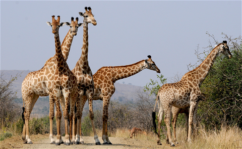 Giraffe is the tallest living terrestrial animal on planet earth. Grootvallei is the best biltong and corporate hunting destination in South Africa