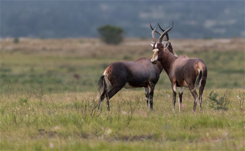 Blesbuck Hunting in South Africa, one of the most popular plains game hunting in Africa. Blesbuck are cheap and fun  to hunt.