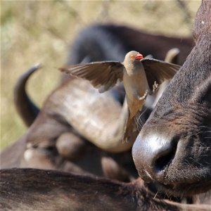 SOUTH AFRICA: Photographic - 18 Day Wildlife & Birding Safari