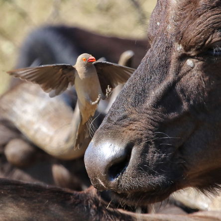 SOUTH AFRICA: Photographic - 18 Day Wildlife & Birding Safari