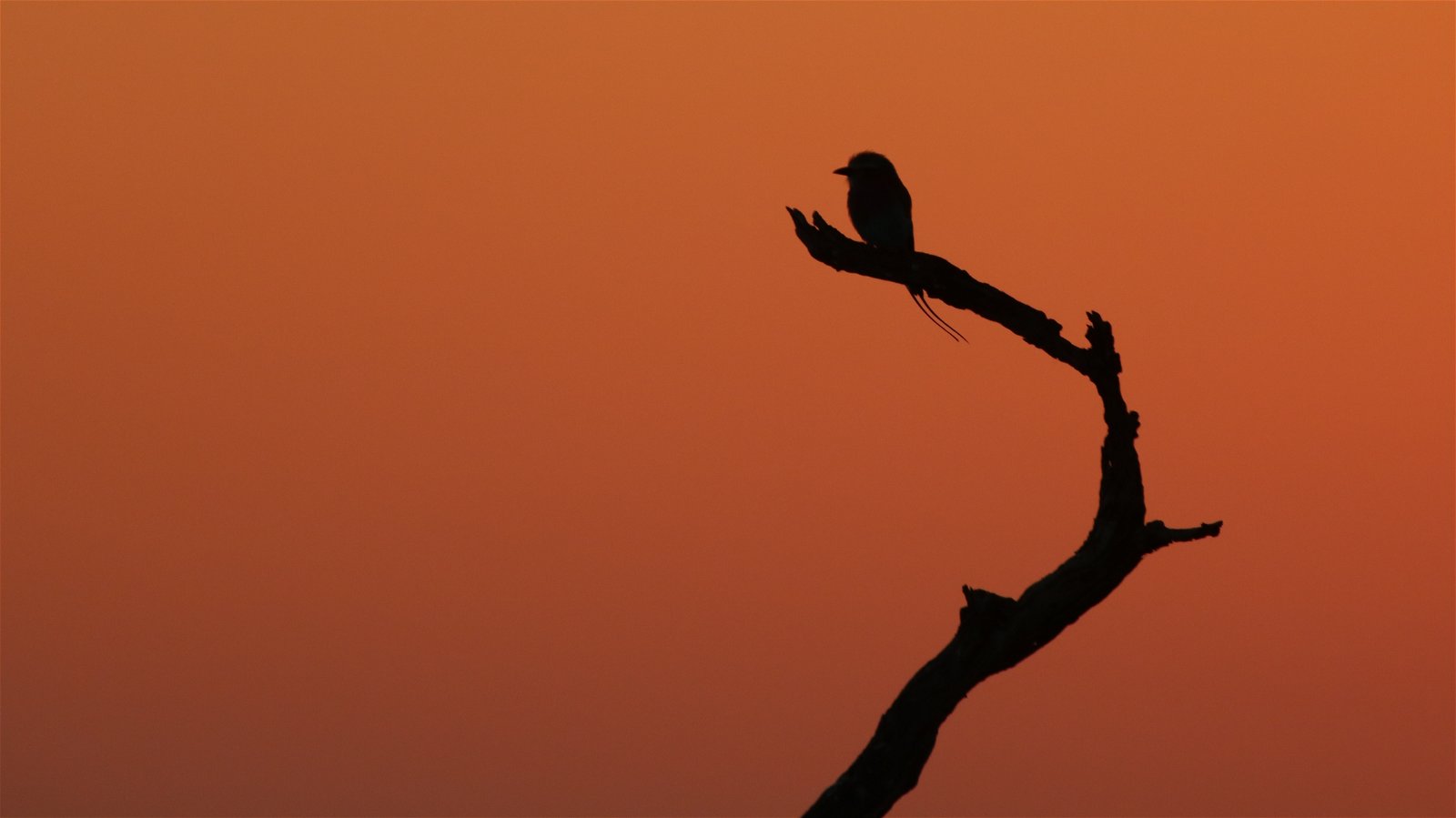 Sunset photographic trip south africa lilac-breasted roller
