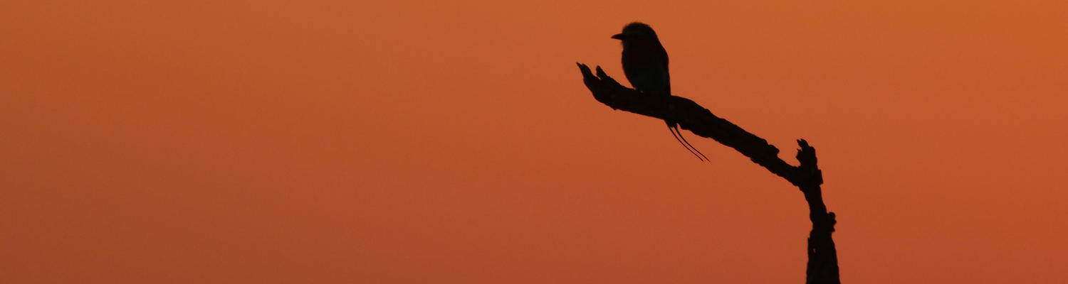 Sunset photographic trip south africa lilac-breasted roller