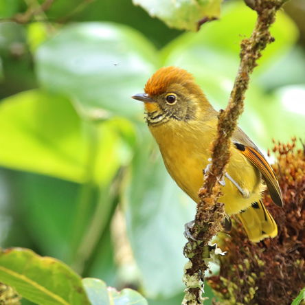 THAILAND: 16 Day Birding & Photography 