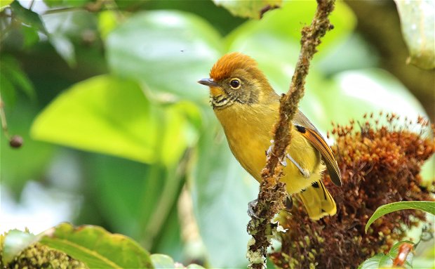 16 Day Thailand birding and photography tour. Chestnut-tailed Minla.
