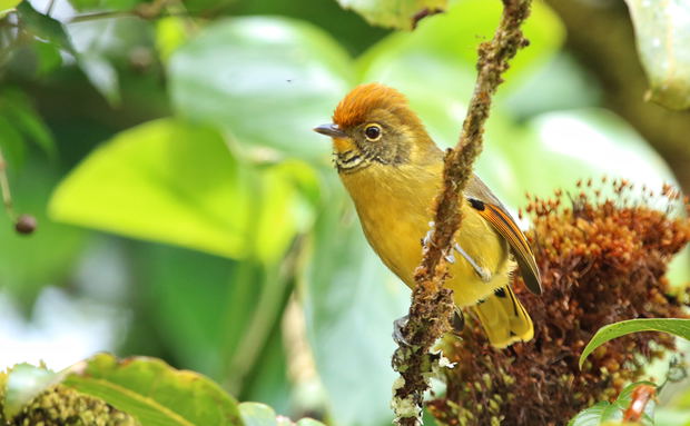 16 Day Thailand birding and photography tour. Chestnut-tailed Minla. 16 Day Thailand birding and photography tour. Chestnut-tailed Minla.