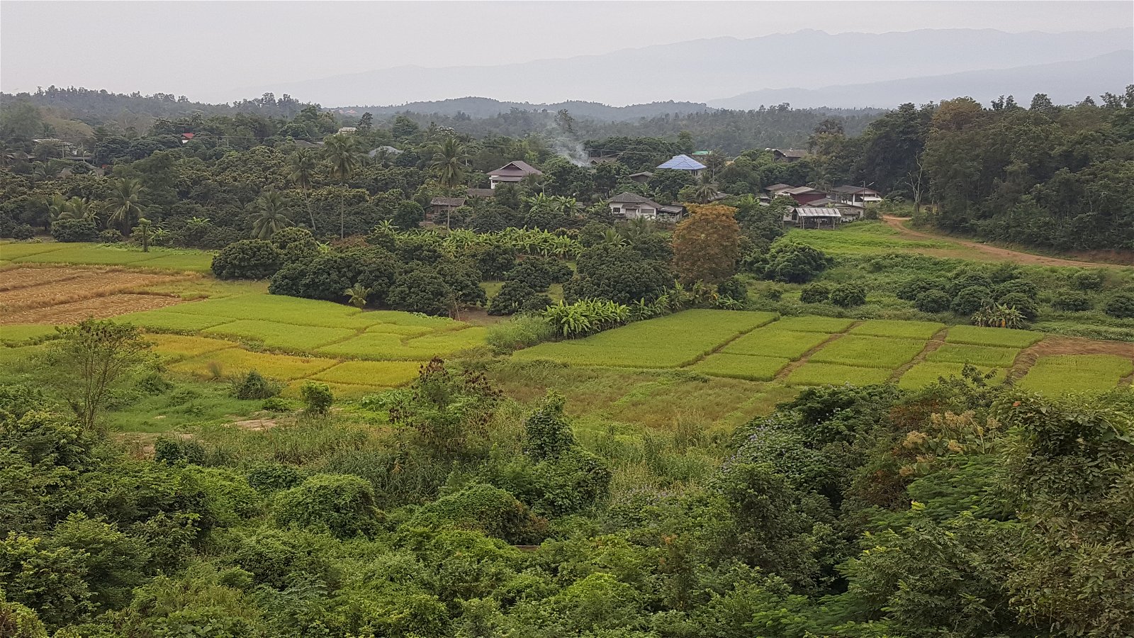 Thailand countryside birding trips