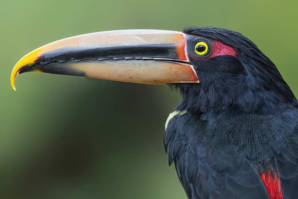 Aracari Ecuador