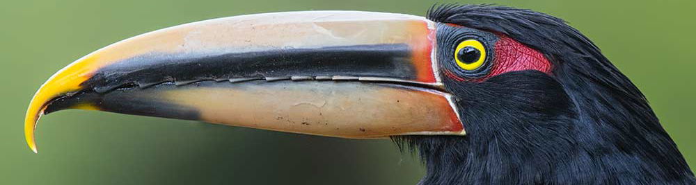 Aracari Ecuador