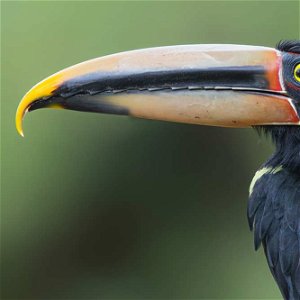 ECUADOR: Birding or Photography - 10 Day Central Ecuador 