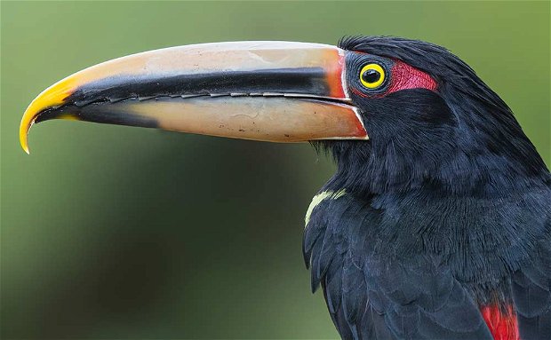 ARACARI ECUADOR