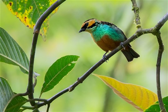 Southern Ecuador Birding Trip