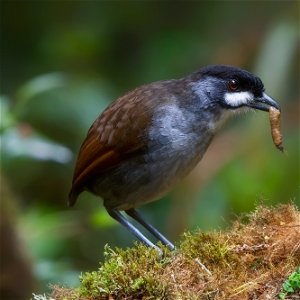 ECUADOR: 15 Day Birding and photography - Southern Ecuador (+3 day optional extension)