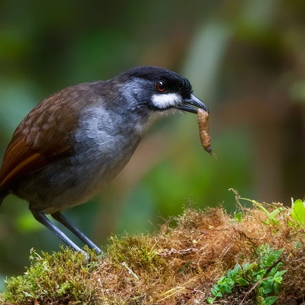 ECUADOR: 15 Day Birding and photography - Southern Ecuador (+3 day optional extension)