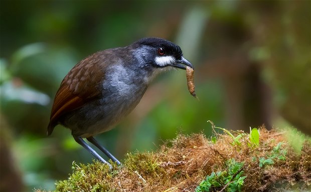 Jocotoco Antpitta Southern Ecuador birding trips