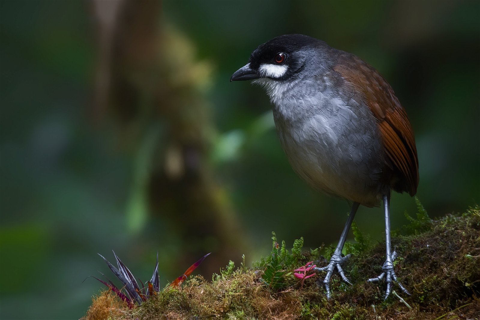 Jocotoco Antpitta