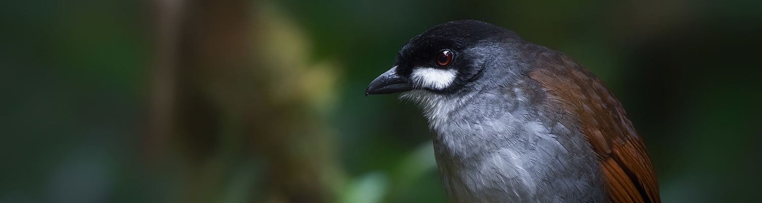 Jocotoco Antpitta