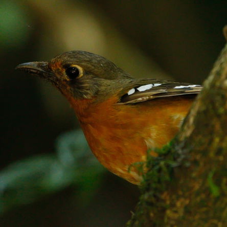 SOUTH AFRICA: Birding - Hoedspruit Day Trips