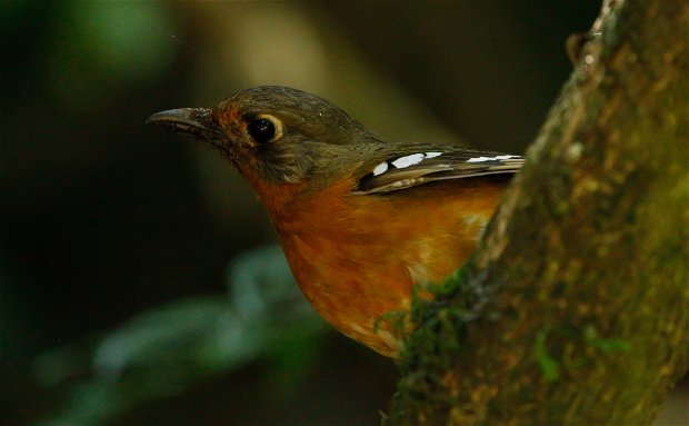 Orange Ground Thrush Birding Trips Hoedspruit