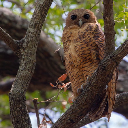 BOTSWANA, CAPRIVI & VIC FALLS: 12 Days Birding & Photography