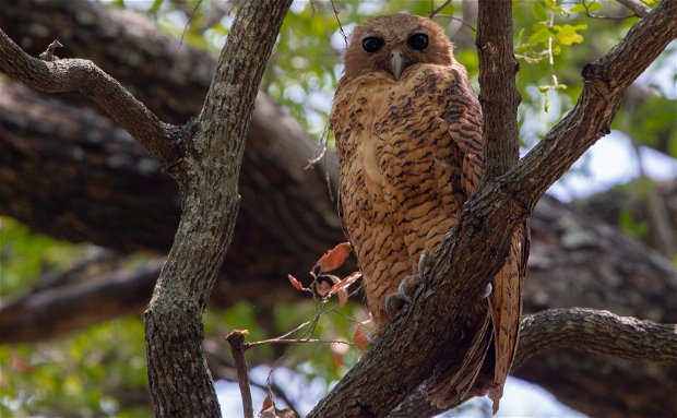 Pel's Fishing Owl Birding Trips