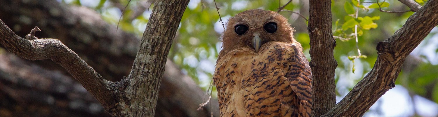 Pel's Fishing Owl Birding Trips
