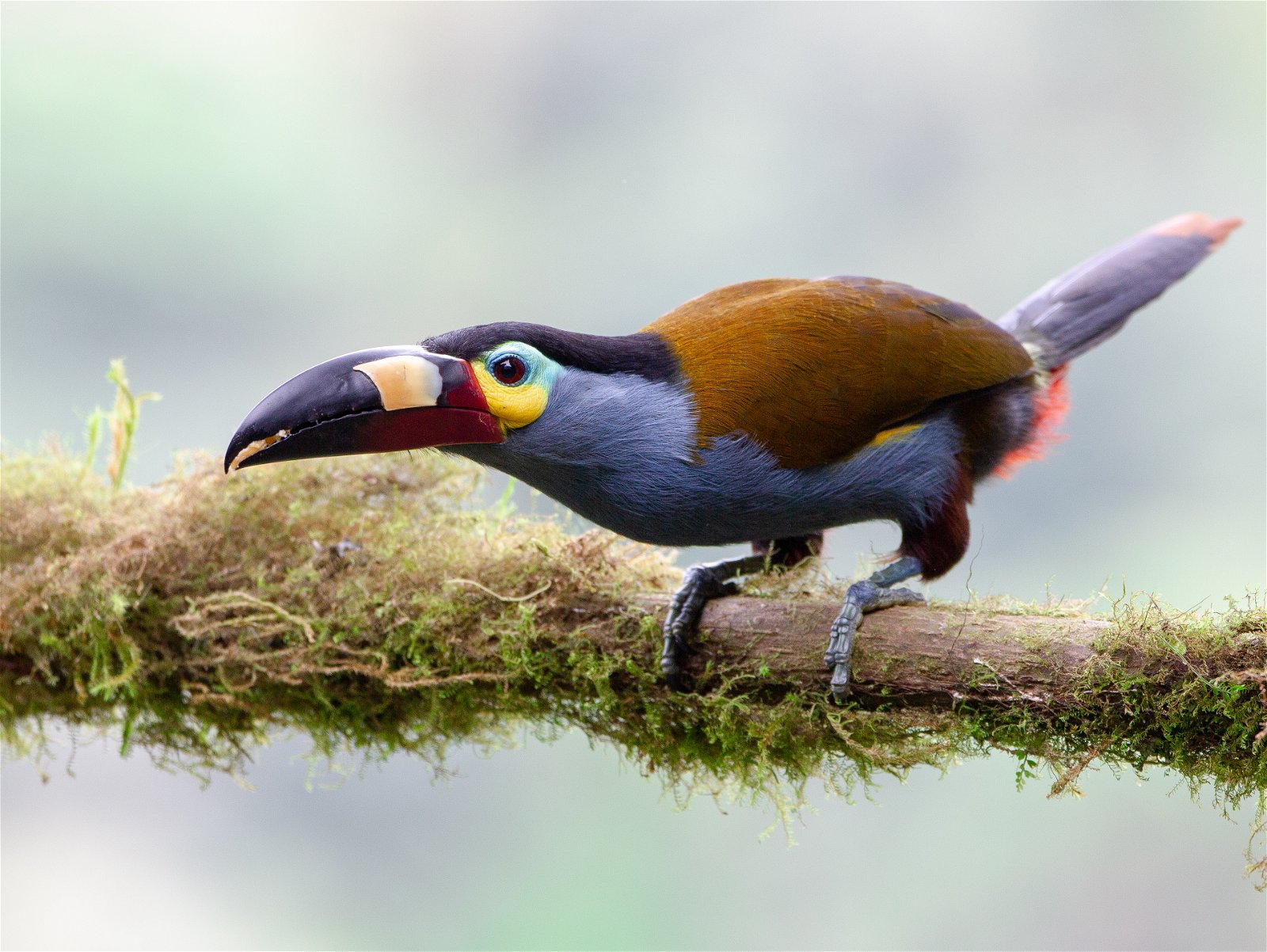 Plate-billed Mountain Toucan