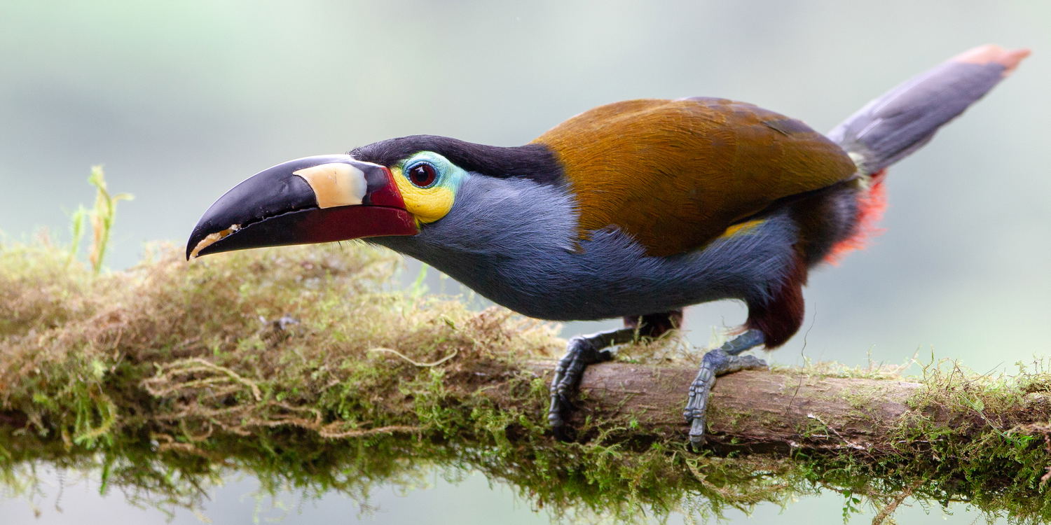 Plate-billed Mountain Toucan