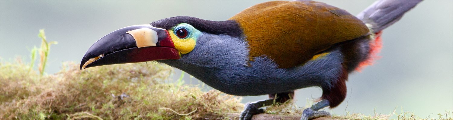 Plate-billed Toucan birding trips Ecuador