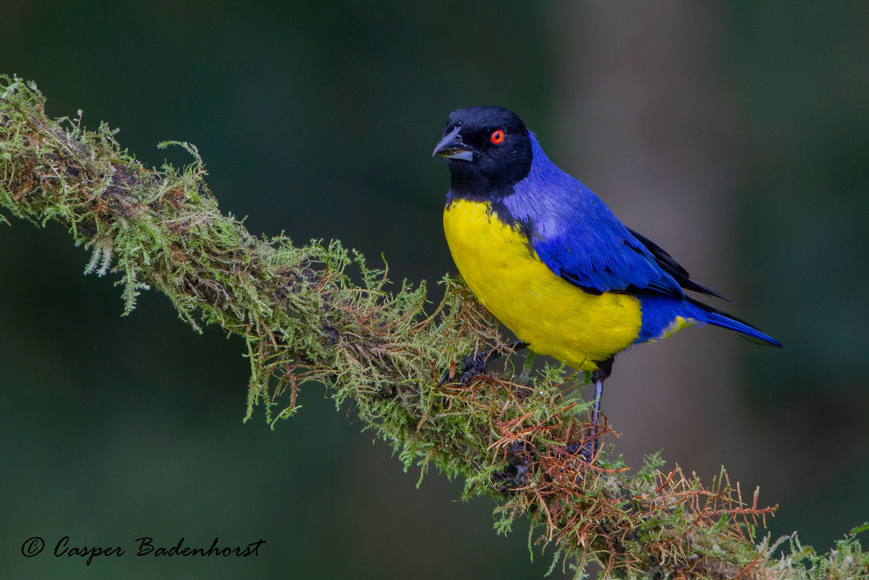 Hooded Mountain-tanager Colombia Birding Trips