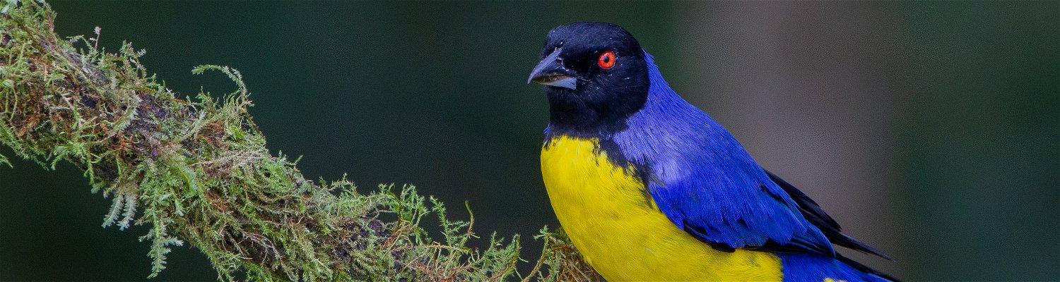 Hooded Mountain-tanager Colombia Birding Trips