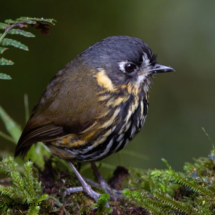 COLOMBIA: 14 days Birding Photography Central Andes