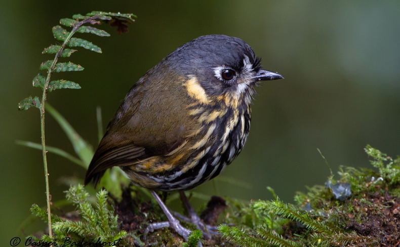 Crescent-faced Antpitta