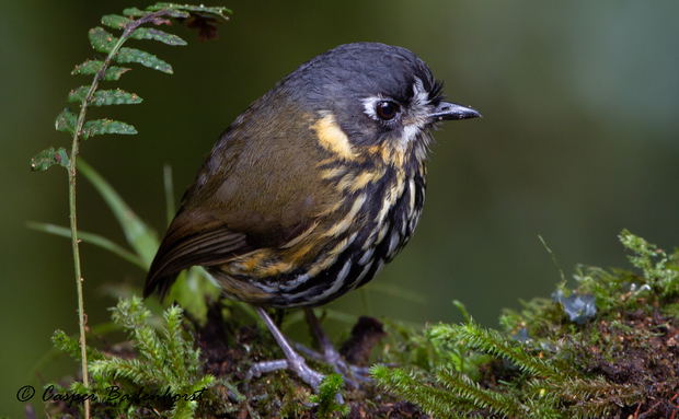 Crescent-faced Antpitta Crescent-faced Antpitta