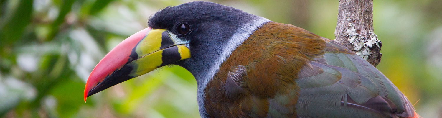 Grey-breasted Mountain-toucan