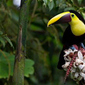 ECUADOR: 15 Days Birding or Photography -  Central Ecuador including 5 days Amazon