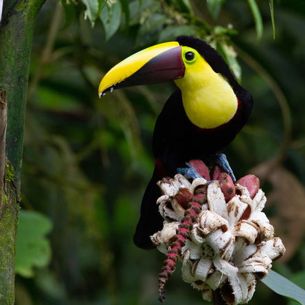 ECUADOR: 15 Days Birding or Photography -  Central Ecuador including 5 days Amazon